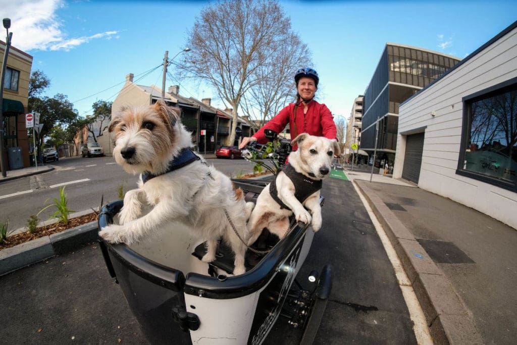 Fiona Campbell riding bike with dogs